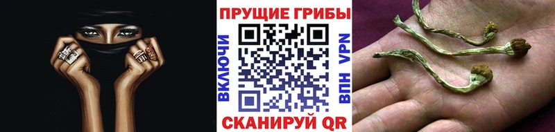 Псилоцибиновые грибы Psilocybine cubensis  наркошоп  Карасук 